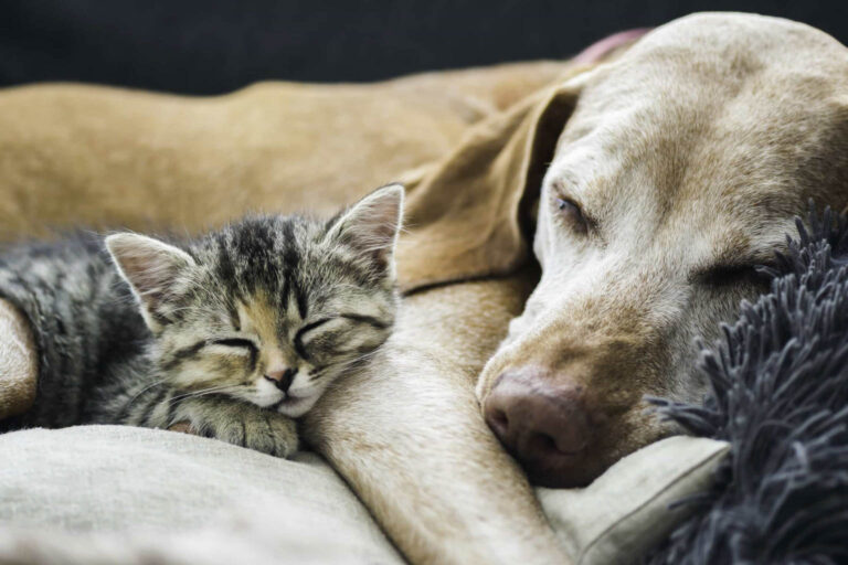 HVAC Care for Pet Owners