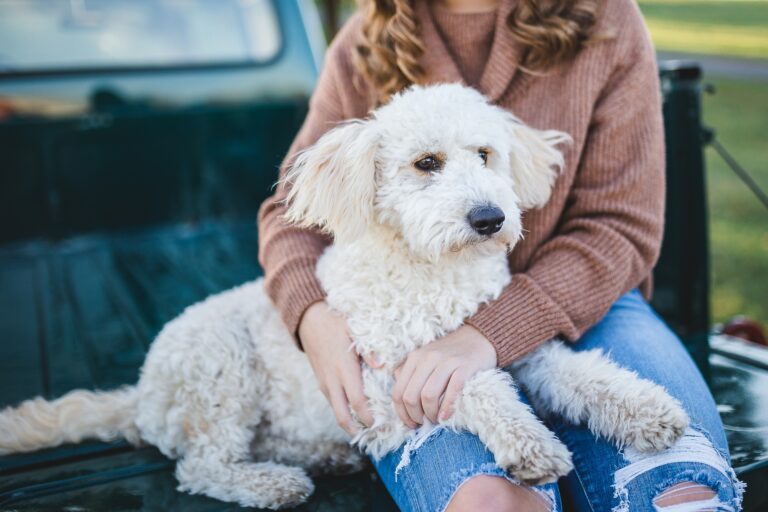 Keeping Your HVAC System Healthy: 6 Practical Tips for Pet Owners